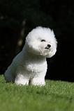 BICHON FRISE 425